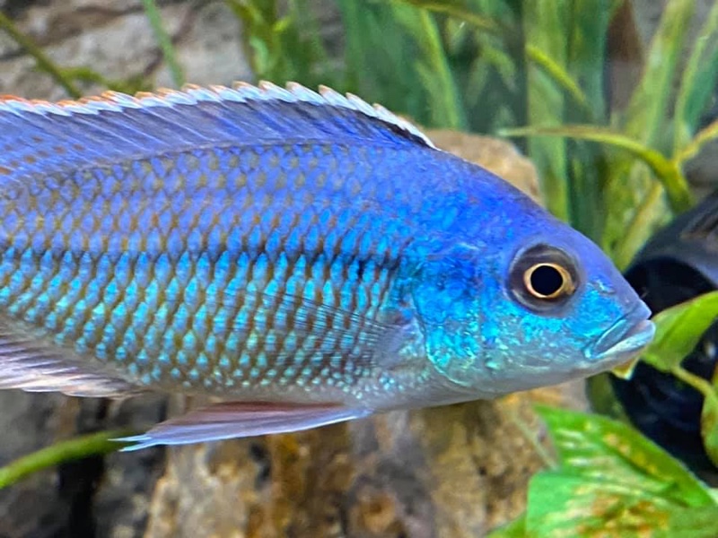 Protomelas marginatus